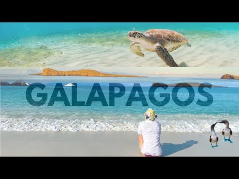 My Solo Trip to the Galapagos: An Epic Week of Snorkeling, Sharks & Sea Lions