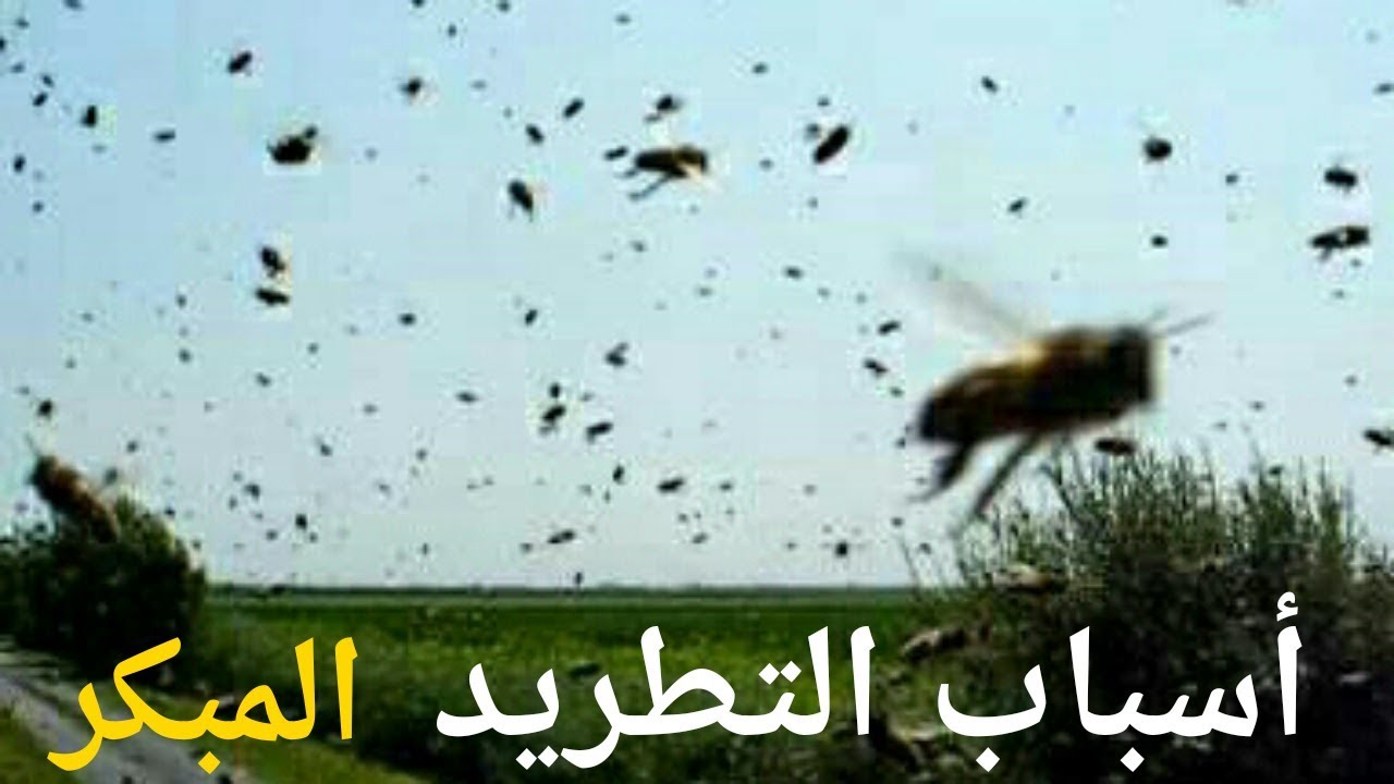 أسباب التطريد المبكر للنحل /لماذا ومتى؟؟