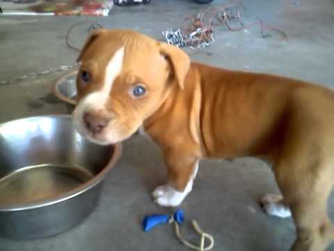 free red nose pitbull puppies