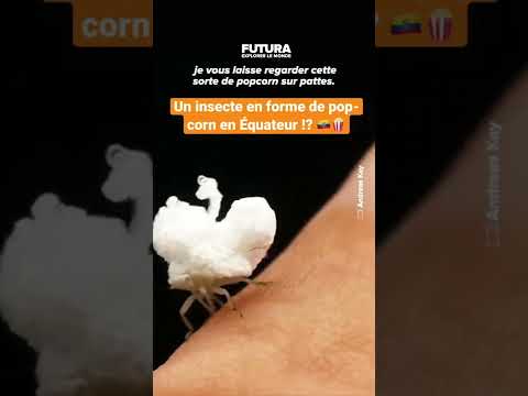 Un étrange insecte aux airs de pop-corn filmé dans la forêt amazonienne ! 🐛🍿🎙