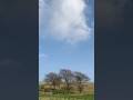 Lapwings in the Peak District