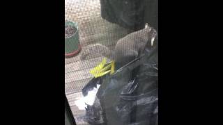 Squirrel finds a Mcdonalds fry