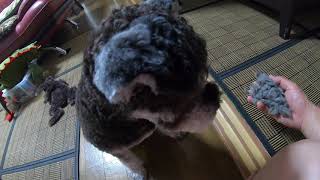 ミニチュアシュナウザー・うーちゃん。叱られて3。ユーチューブ・YouTube