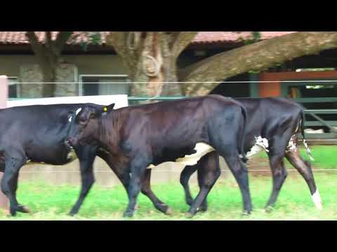 LOTE 72   RBB JUVENTUDE BRASS e RBB JUVENTUDE 3 BRASS e RBB JÓIA BRASS