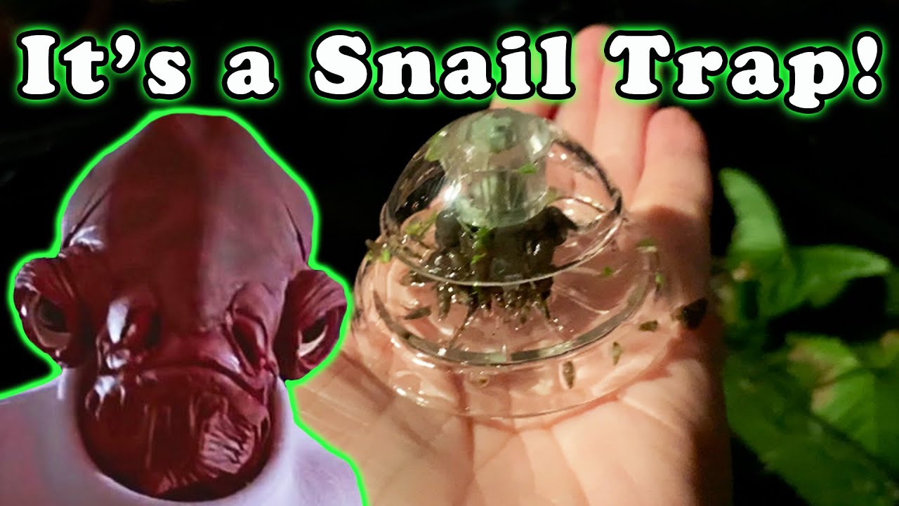 It's a Snail Trap! An Easy Way to Get Rid of Aquarium Snails YouTube