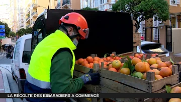 Où pousse le bigaradier ?