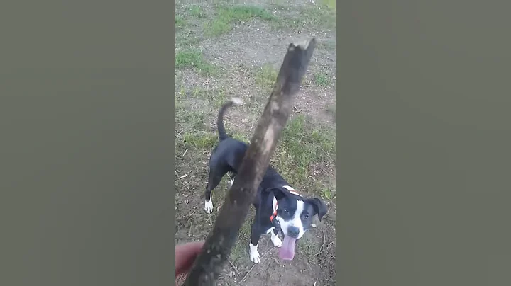 Dog with super hops