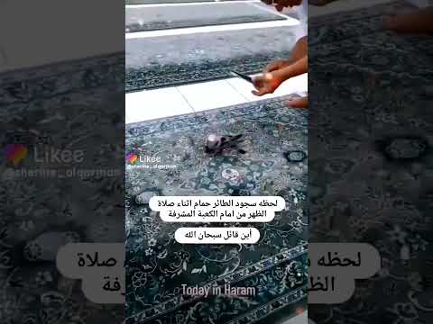 لحظة سجود حمامة امام الكعبة سبحان الله العظيم السجود حمامة