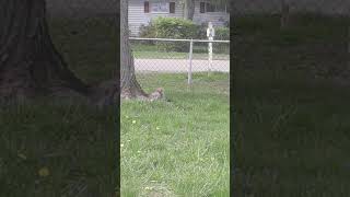 Squirrel that went Easter egg