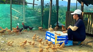 Strengthen The Chicken Coop And Make Colorful Cakes To Earn Extra Income At The Market