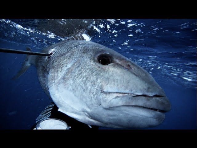 Spearfishing – 10kg Green Jobfish (Uku)