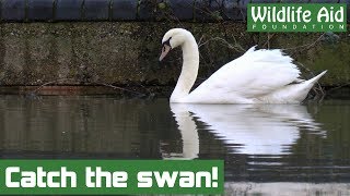 Crashed swan given a second chance in the wild!