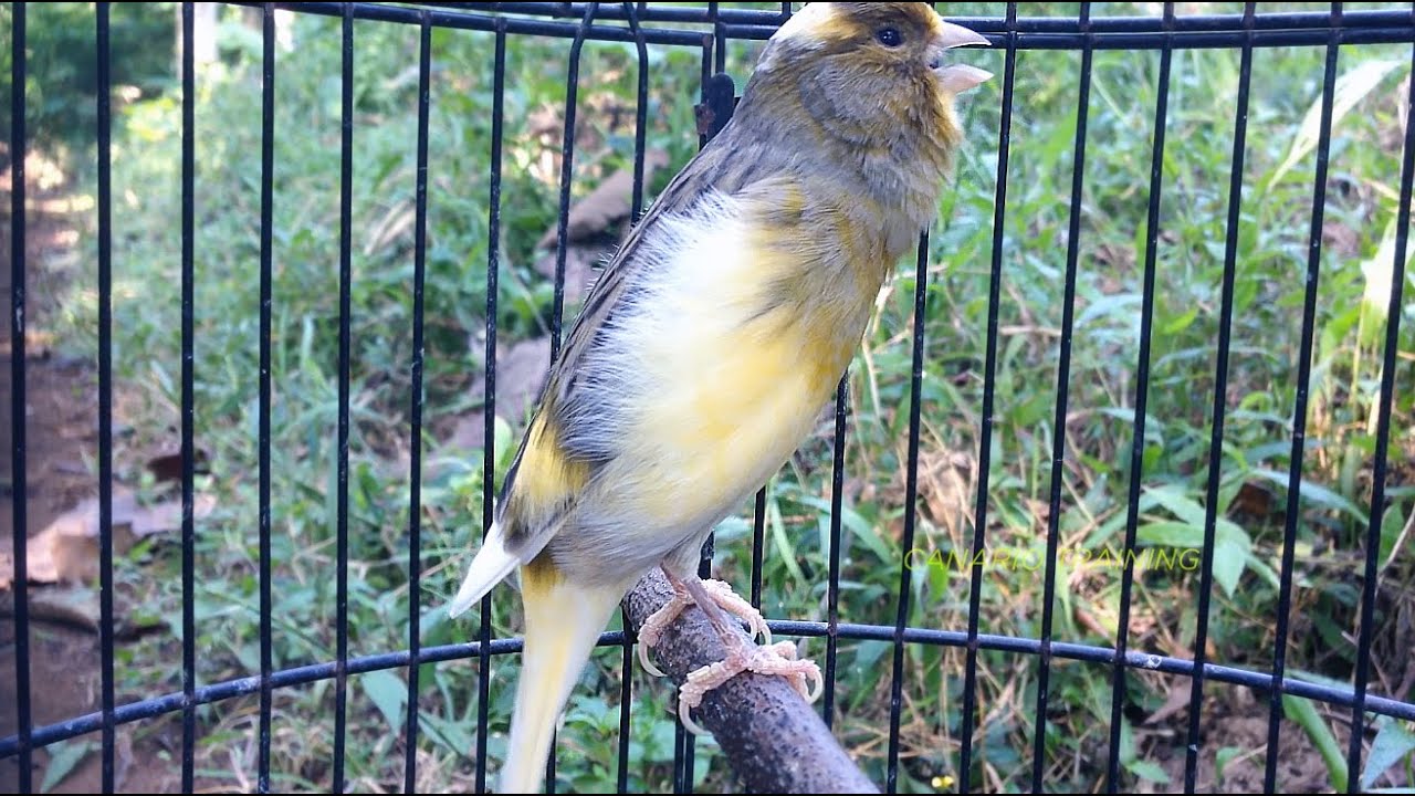 Melhore o Canto do Seu Canário Belga em Apenas Uma Semana!