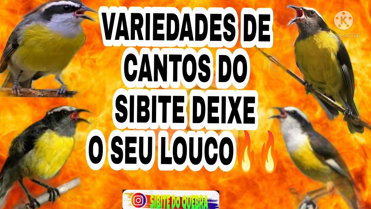 sibite 🔥 variedades de cantos do sibite deixe o seu louco  rápido