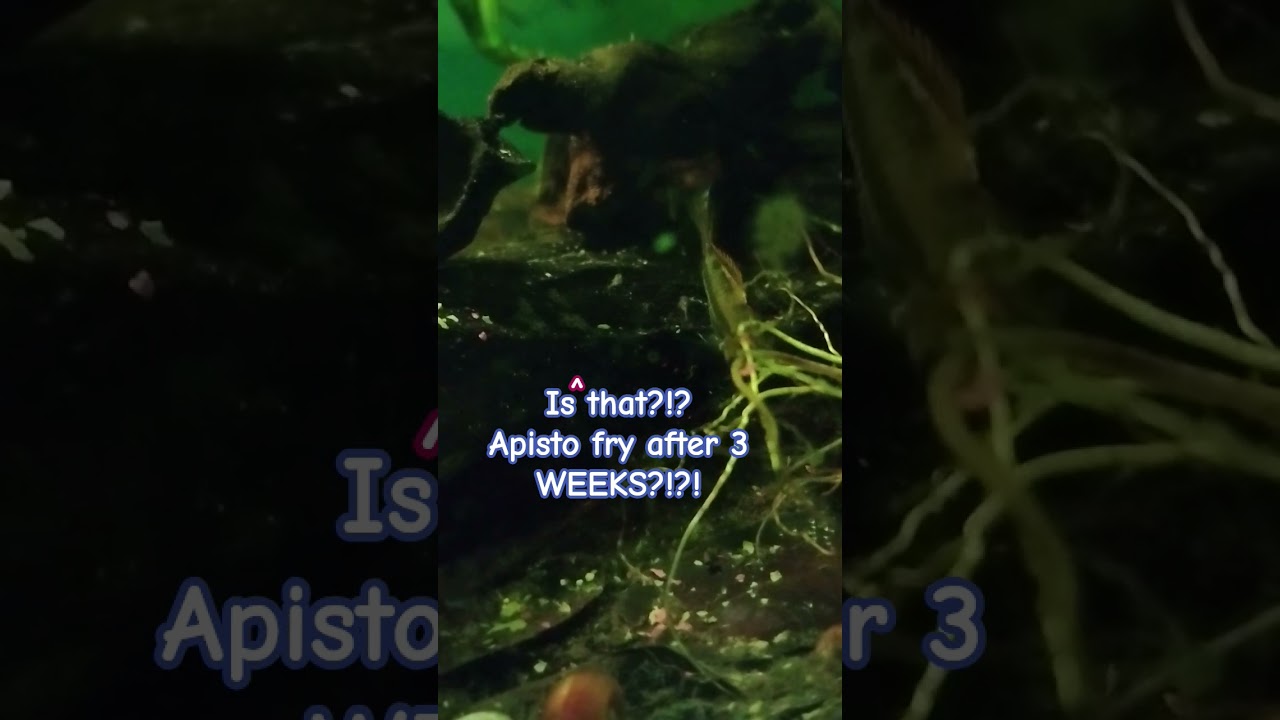 who just breed her 2nd species of Apistosgrama??? I did!!! #fish #aquarium #cichlid #booya