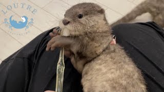 カワウソの赤ちゃんが歯みがきの練習を始めます！　Baby Otters Begin to Practice Brushing Their Teeth!