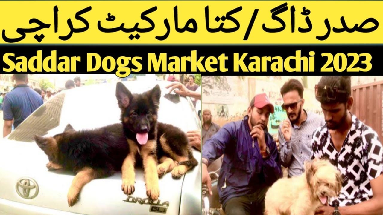 Saddar dog market saddar dog market karachi 2023 karachi saddar