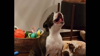 This Is What A Spoiled Dog Sounds Like by Boston the Boston 296 views 3 months ago 23 seconds