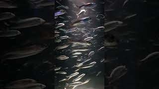 20180702