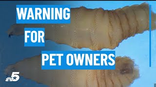 What pet owners should know after a rare screwworm case was found in a dog | NBCDFW