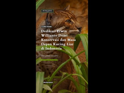 Dedikasi Erwin Willianto Demi Konservasi dan Masa Depan Kucing Liar di Indonesia