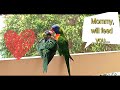 Baby Lorikeet asks for more food from parents , Lorikeets family on  feeding trip with baby.