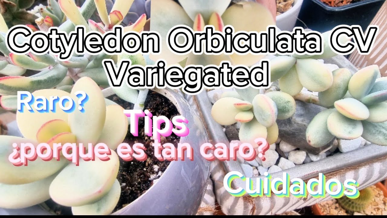 Cotyledon orbiculata cv variegated & Cotyledon orbiculata Flanaganii #cuidado #tips #cultivo