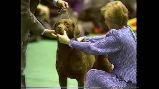 1989 Westminster Kennel Club Dog Show (Night Two)