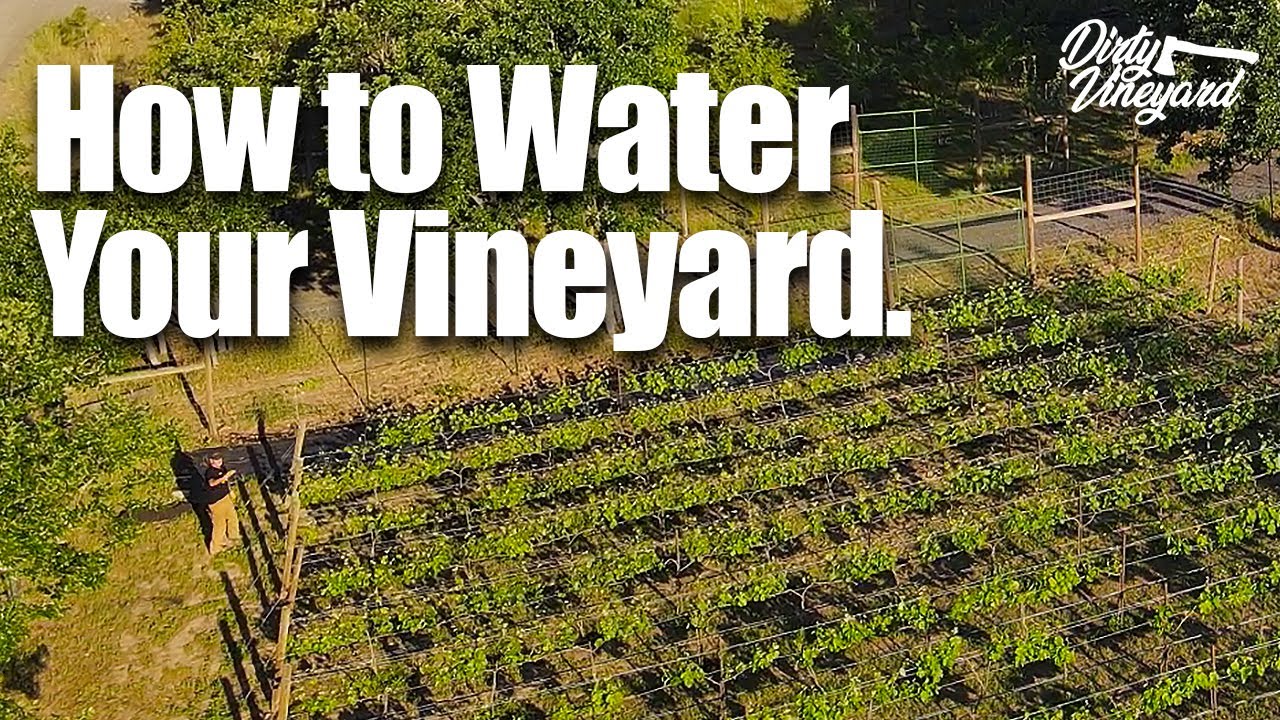How to Water (Irrigate) Your Vineyard | Season 1, Episode 6 | How to Kill Gophers!