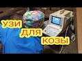 УЗИ для Козы, чем все закончилось?