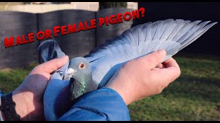 How to tell the difference between Male and Female pigeons.