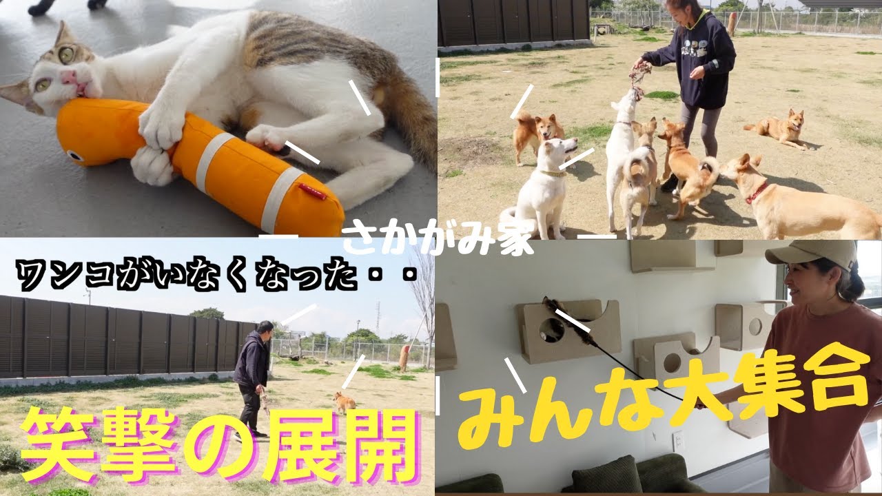 【ワンコがいなくなった】古山さんに事件発生