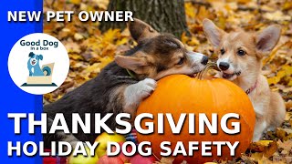 [THANKSGIVING PSA]: Dog Safety for Thanksgiving | Good Dog In A Box (2019) by Good Dog in a Box 112 views 4 years ago 1 minute, 26 seconds