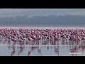 Flamingo, Lake Nakuru