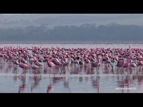 فيديو: حديقة بحيرة ناكورو الوطنية. كينيا