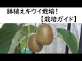 鉢植えキウイ栽培【栽培ガイド】