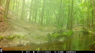 July 2023 trail cam highlights