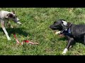 Roo video