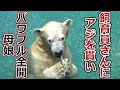 飼育員さんにアジを貰ってパワフル全開💗シロクマの母娘【天王寺動物園】