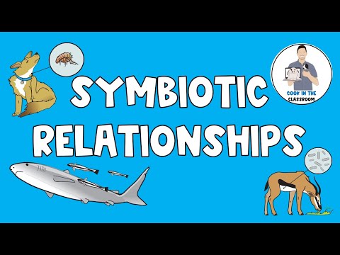 Video: Kaip vadinasi simbioziniai santykiai, kurie naudingi abiem rūšims?