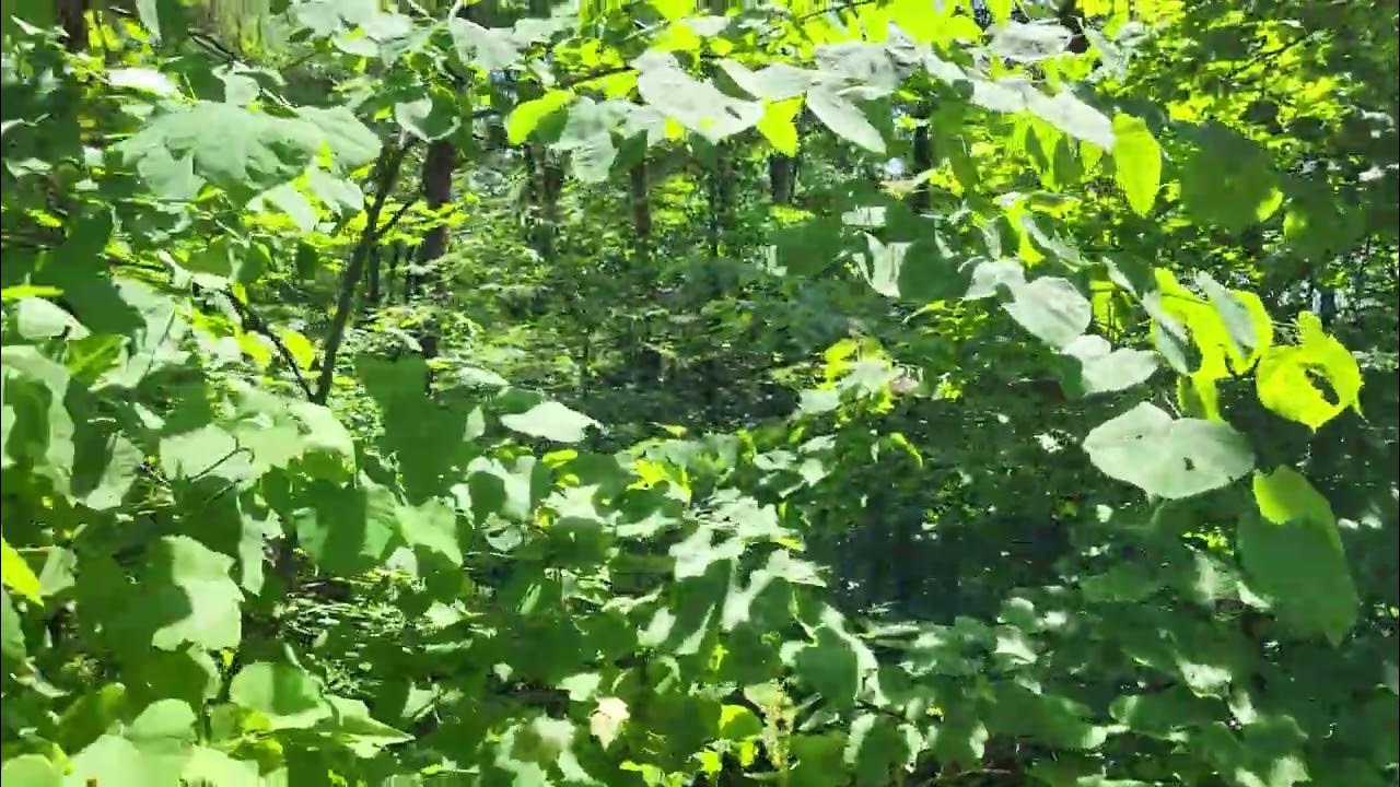 36A, 36B, 37A, 37B Dixie Bend Rd., Burnside, Ky YouTube