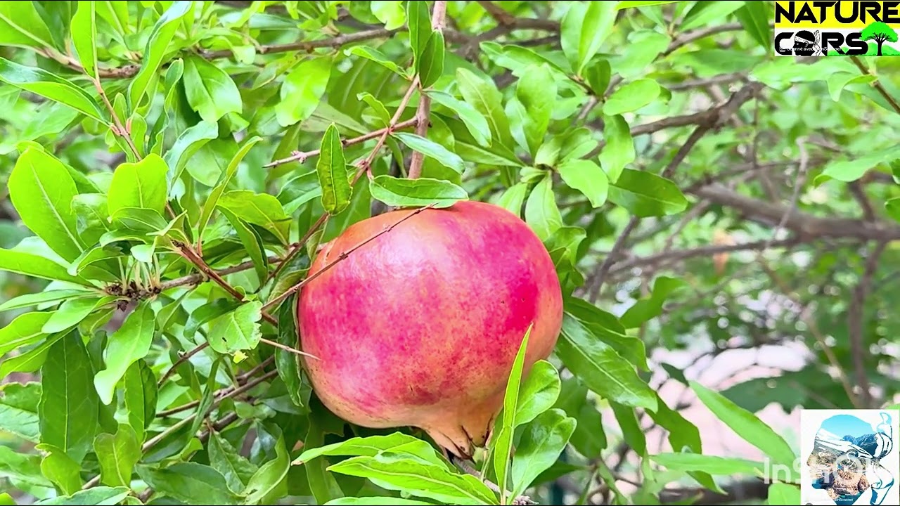 “Nature Corse : La nature sauvage de la Corse”
