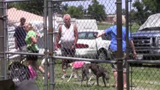 PAHC lure coursing june 2014