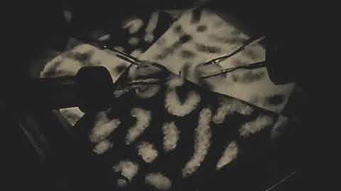 Lost fish find their way, thanks to their 