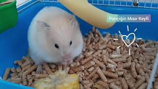 Ponçiğin Mısır Keyfi (Hamster)