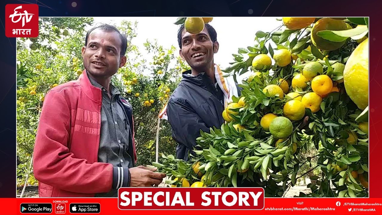 Orange Orchard In Amravati:उच्चशिक्षित भावंडांची पडीक जमीनीशी झुंज,संत्राचे घेतले दीड कोटीचे उत्पन्न