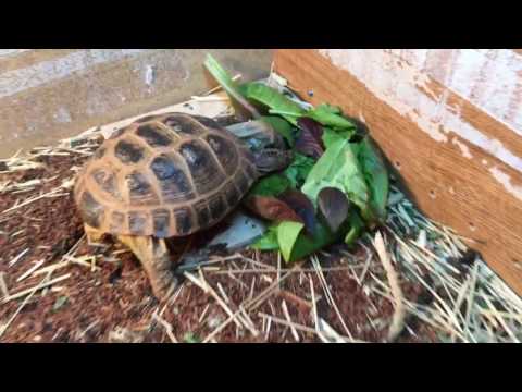 Russian Tortoise Habitat