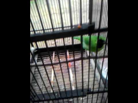 CUCAK Ijo kesurupan