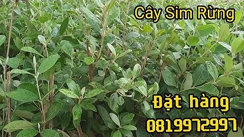 Sỉ lẻ Cây Sim Rừng cao và tán to vụ sau có hoa 0819972997