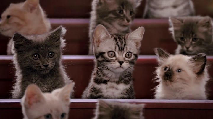 การขับถ่ายของน้องเหมียว : วิสกัส